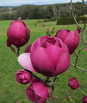 Black Tulip Magnolia