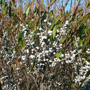 Myrica 'Bobee'