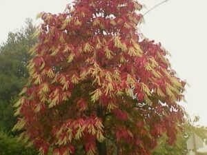 Oxydendrum