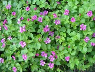 'Arctic Raspberries'