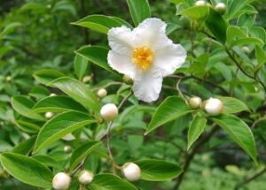 Stewartia