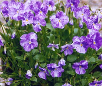 Voola 'Columbine'