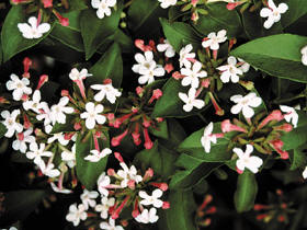 Abelia