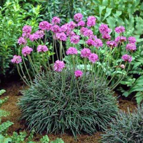 Sea Thrift