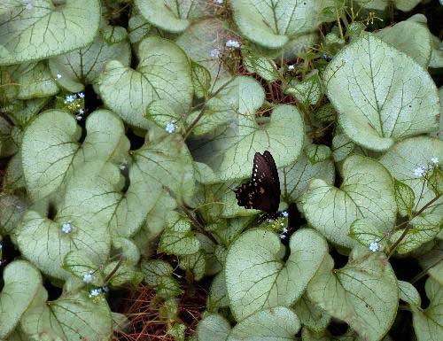 Brunnera