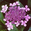 Hydrangea 'Claiudie'