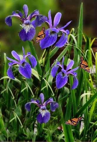 Blue Flag Iris