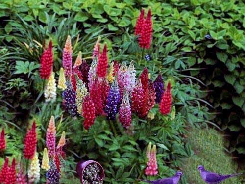 Russell Hybrid Lupines