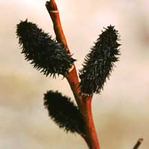 Black Pussywillow