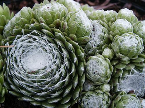 Cobweb Sedum