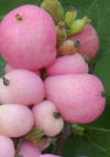 'Candy' (Coralberry)